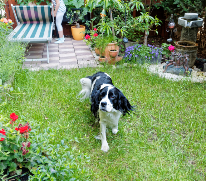 pies na ogrodzie