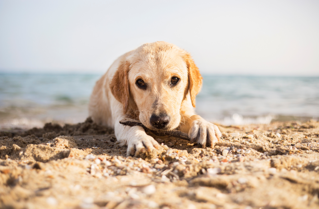 plaża dla psa