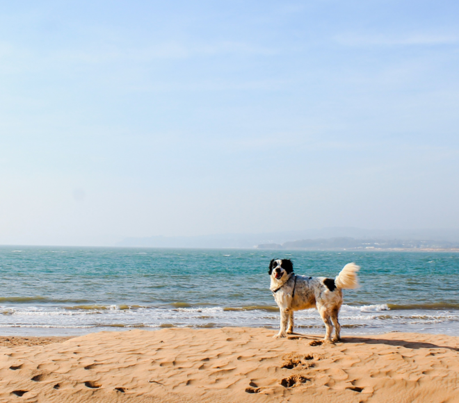 plaża dla psa